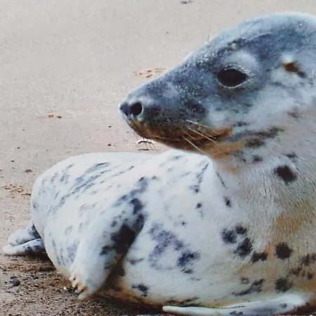 Costa Del Appartamento